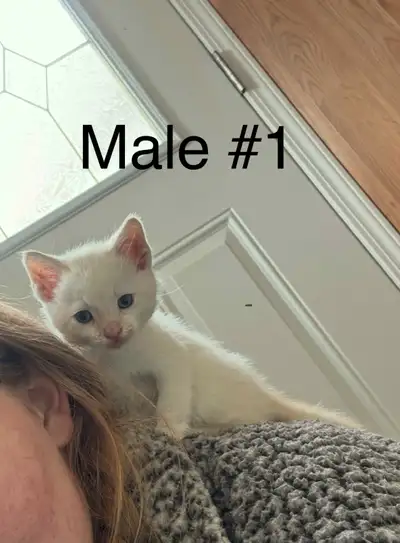 Siamese kittens for sale!, View more