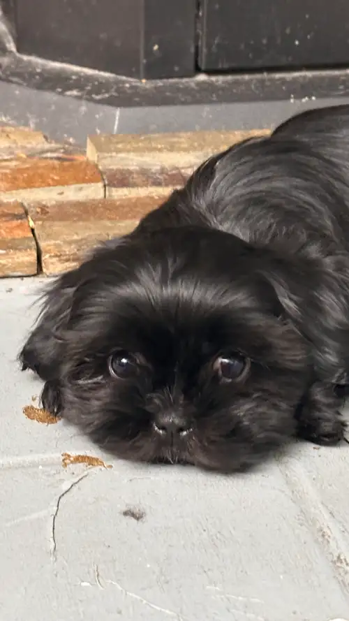 Location: Vernon, BC Look no more, best looking solid black shih tzus. Look like little black bears!...