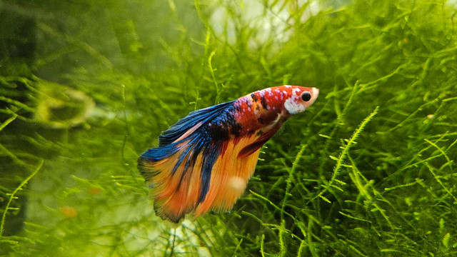 Show quality betta in Fish for Rehoming in Richmond
