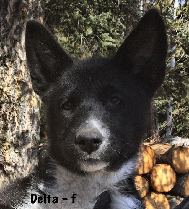Karelian Bear Dog puppies in Dogs & Puppies for Rehoming in Burns Lake - Image 2