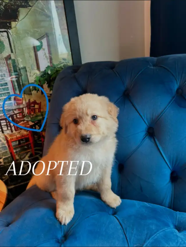 ALL ADOPTED White German Shepherd golden doodle puppies in Dogs & Puppies for Rehoming in Laval / North Shore - Image 6