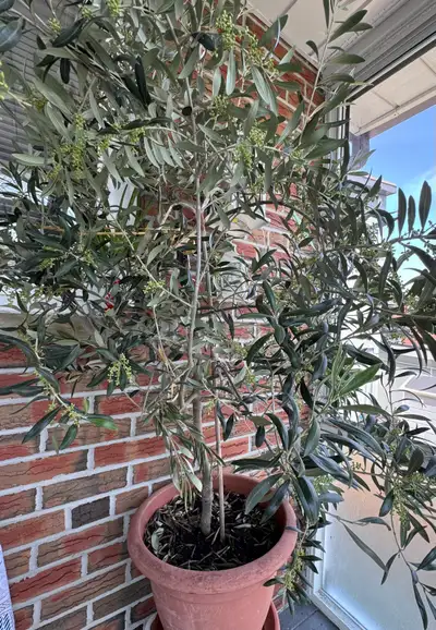 Mediterranean Olive tree for sale by owner. 5 feet tall.