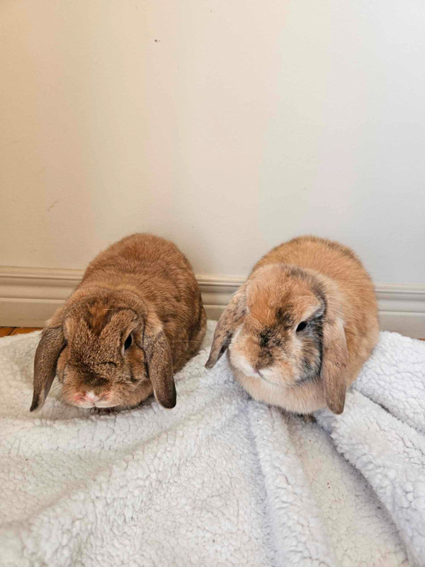 Holland lop bunnies in Small Animals for Rehoming in Leamington - Image 3