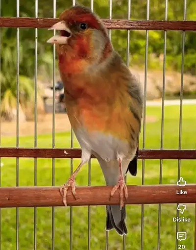 Need Muel Canary bird., View more