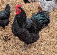 Free Ameraucana and Australorp Roosters