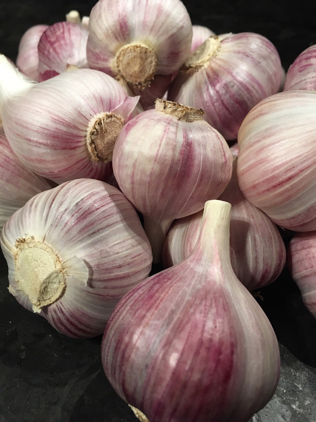 Music Garlic  in Other in Markham / York Region - Image 4