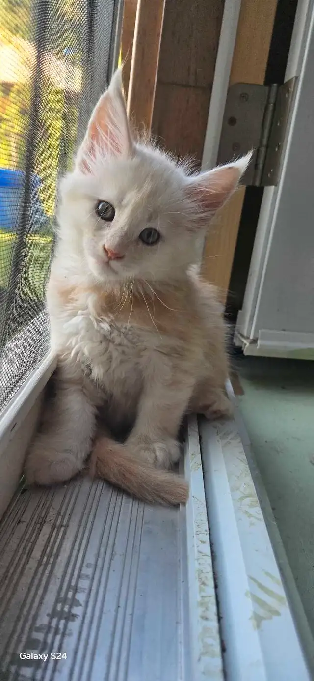 Mainecoon kittens in Cats & Kittens for Rehoming in Moncton - Image 3