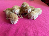 Half Breed Persian kittens for sale!! 