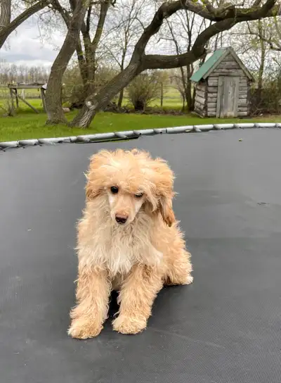 SOLD / George’s Toy poodle / Ready to Go Only 1  males Left, View more