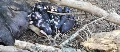 Berkshire Mangalista Piglets, View more