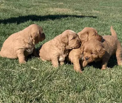 Golden Retriever Puppies, View more