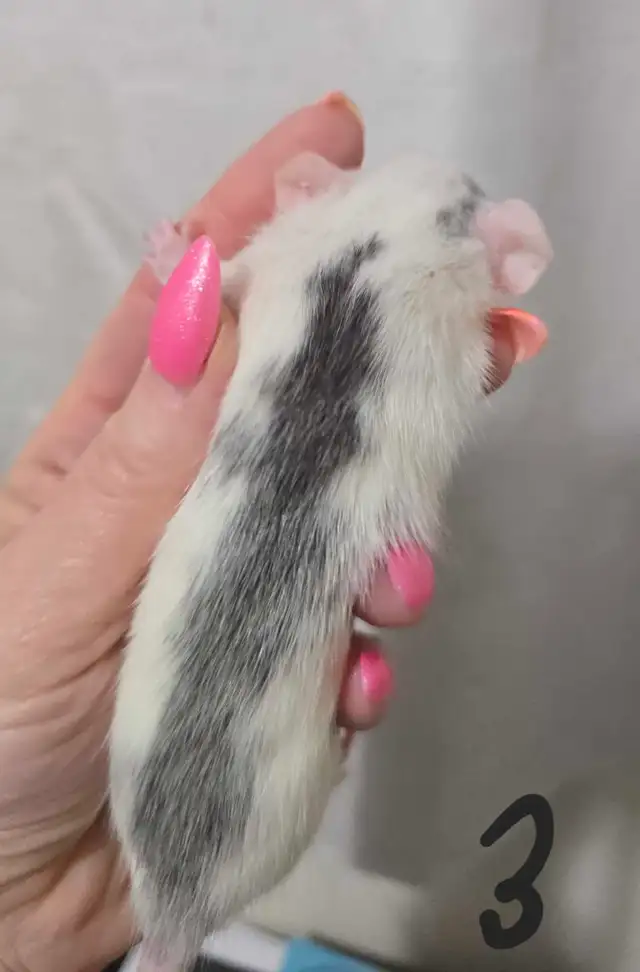 rat girls in Small Animals for Rehoming in Saskatoon - Image 5