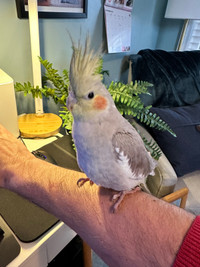 Cockatiel for rehoming