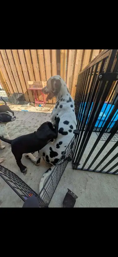 Dalmatian Mix Puppies 3 left, View more