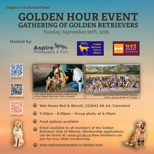 Golden Retriever Gathering in Events in Calgary - Image 2