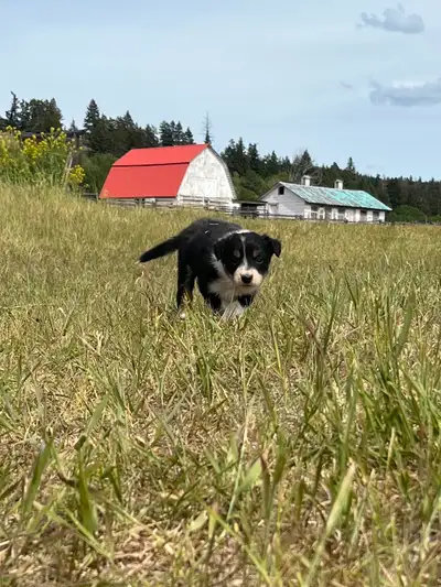 CBCA Working Border Collie Puppies, View more
