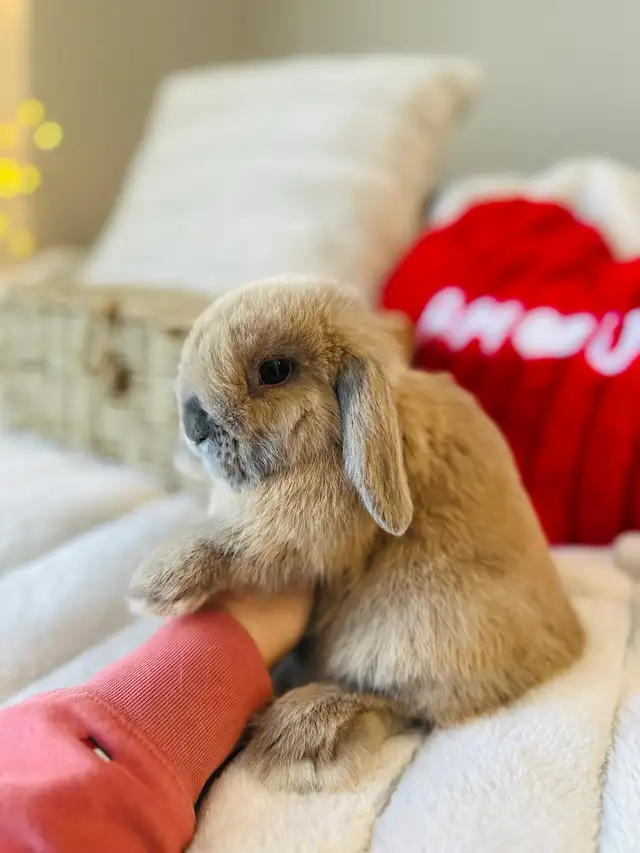 lapins-nain bélier hollandais mâles in Small Animals for Rehoming in Laval / North Shore - Image 4