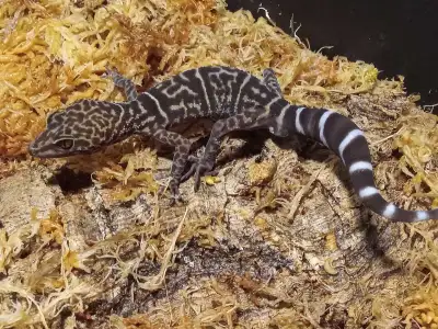 Chinese Cave Geckos (Goniurosaurus yingdeensis), View more