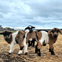 Female Fainting Goats