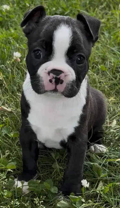 Adorable Boston Terrier Puppies, View more