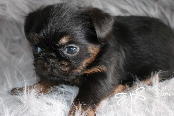 Griffon Bruxellois/ Brussel Griffon dans Chiens et chiots à adopter  à Laval/Rive Nord - Image 3