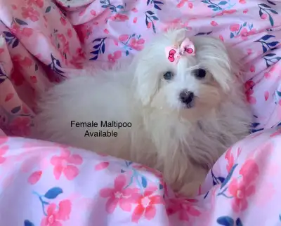 ❤️ Morkie Puppies & 1 Beautiful Maltipoo Ready To Go, View more