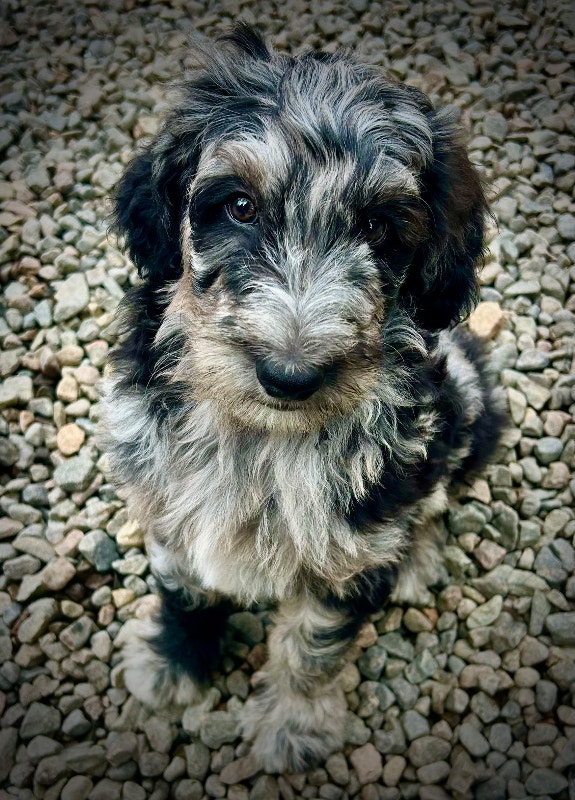 5 BLUE MERLE BORDOODLES CHIOTS DOODLES PUPPIES Chiens et chiots