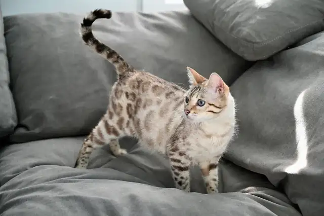 Bengal kitten snow in Cats & Kittens for Rehoming in Calgary - Image 10