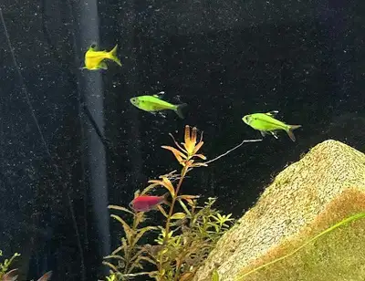 pristilla tetras, View more