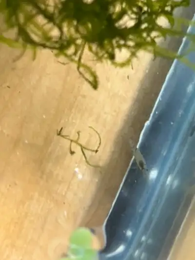About 1-1.5cm long