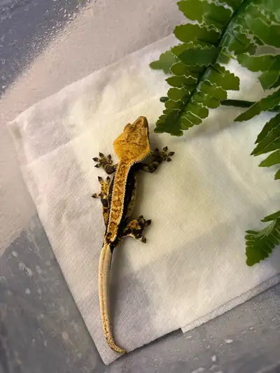 crested geckos, View more