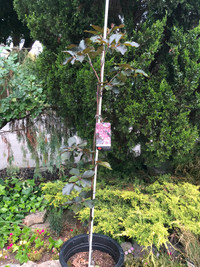 Tricolour (pink, purple white) beech  tree