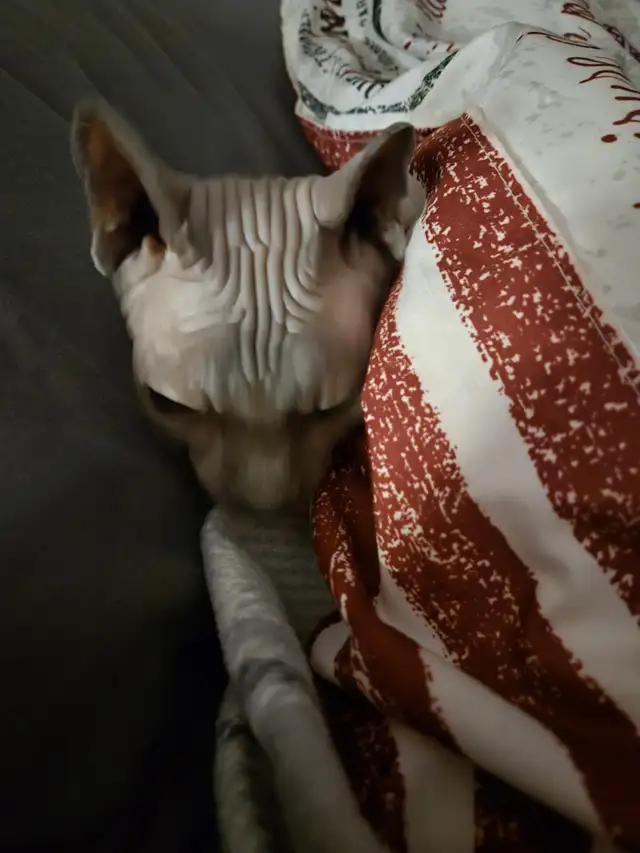 Chat Sphynx in Cats & Kittens for Rehoming in Lac-Saint-Jean - Image 6