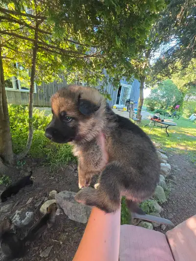 Only 4 boy pups left purebred German Shepherd puppies looking for their forever homes! In the 5th an...
