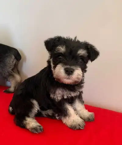 MINI SCHNAUZER PUPPIES , View more