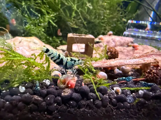 Fancy Black tiger Caridina SSS in Fish for Rehoming in City of Toronto - Image 9
