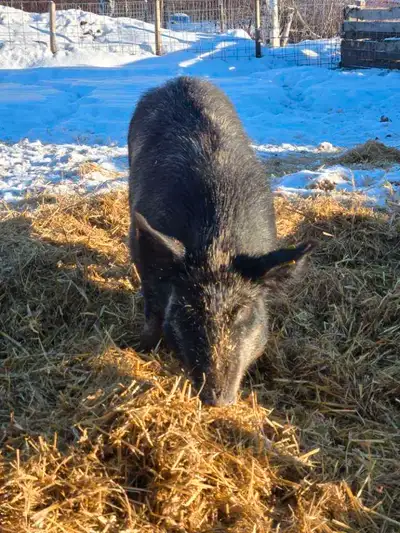Ossabaw Island Hog - Boar, View more