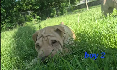 Shar Pei Puppies sale, View more