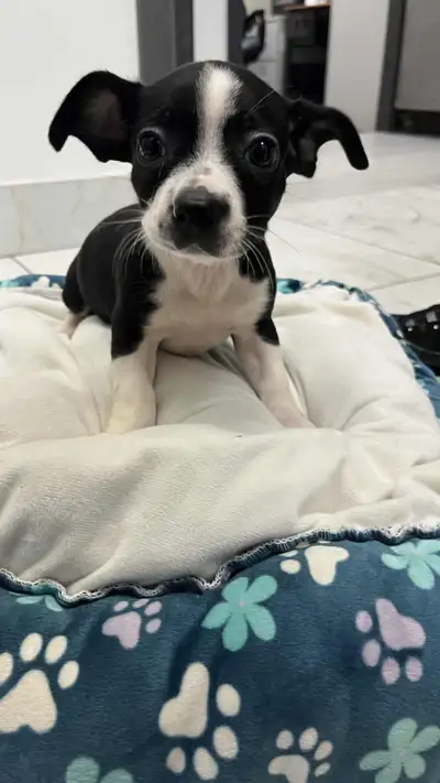 BO CHI pup available for adoption, View more