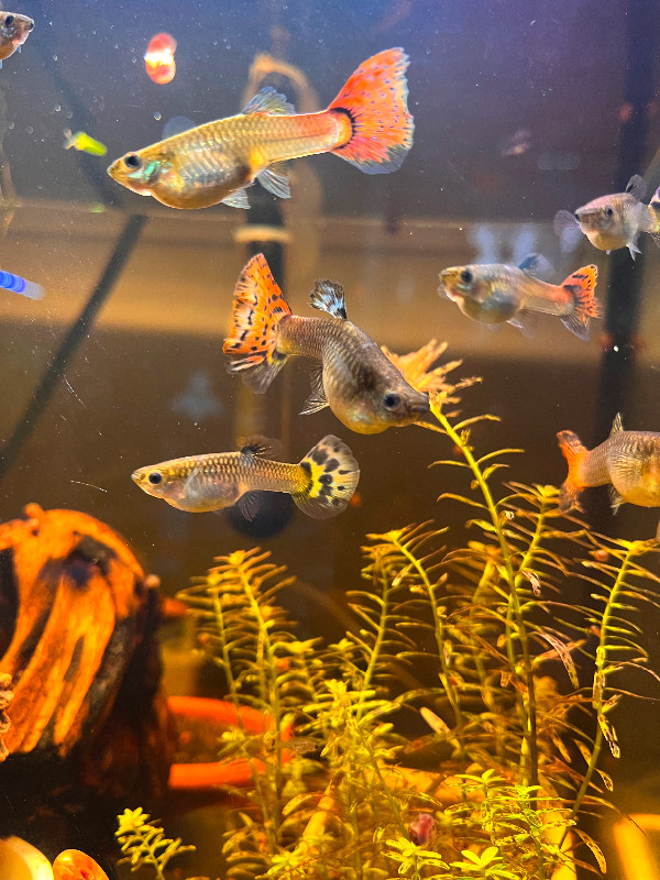 Beautiful guppies for sale in Fish for Rehoming in Longueuil / South Shore - Image 2