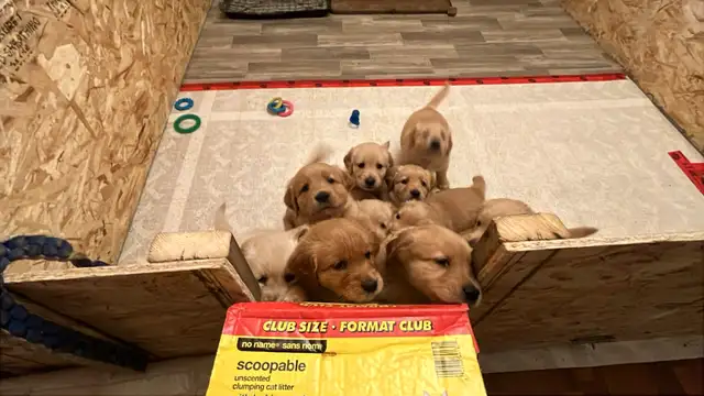 Golden Retriever Puppy - only one male left and ready to go! in Dogs & Puppies for Rehoming in City of Toronto - Image 6
