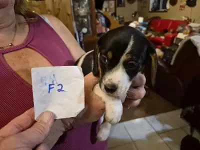 Beagle Puppies, View more