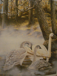 Herbert Piki Print of a Swan Family