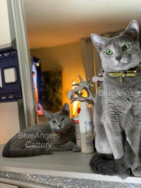 Tica registered Purebred Russian blue New litter coming 