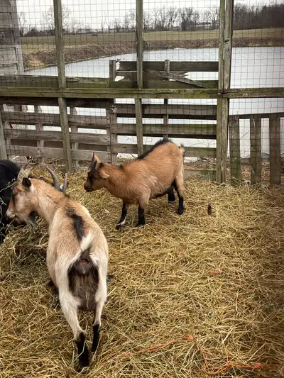 Nigerian dwarf/ pigmy , View more