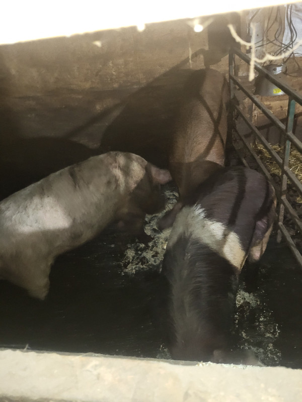 Breeding Boars FOR SALE in Livestock in Renfrew - Image 3