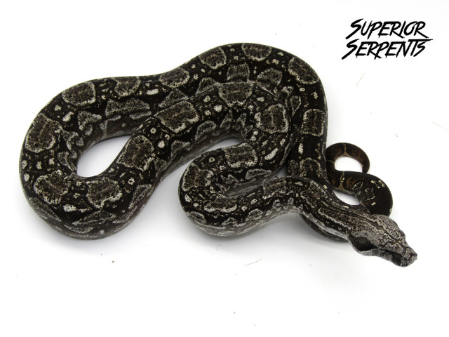 High End Snakes Hybrids Pythons & Boa in Reptiles & Amphibians for Rehoming in Abbotsford