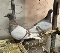  homers pigeons 