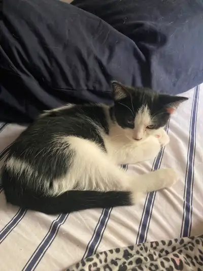 3 month old kittens ready for their forever loving home., View more
