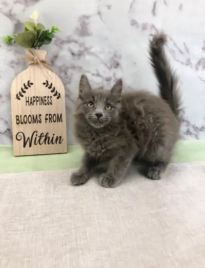 If you’re looking for a sweet, affectionate purebred kitten to welcome into your home, you’re in the...